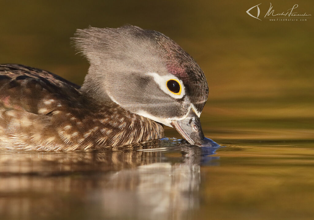 Wood Duck female adult