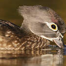Canard carolin
