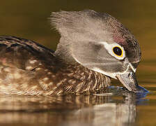 Canard carolin