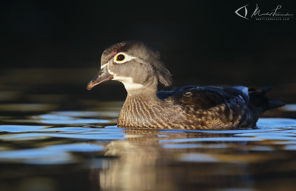 Canard carolin femelle adulte