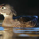 Canard carolin