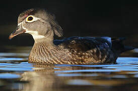 Wood Duck