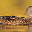 Canard carolin