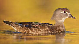 Canard carolin