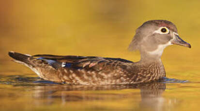 Canard carolin