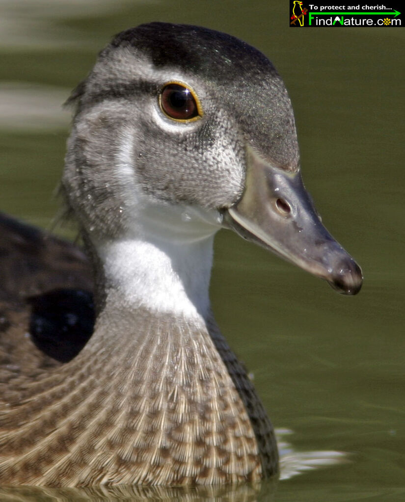 Canard carolin