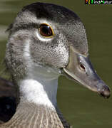 Wood Duck