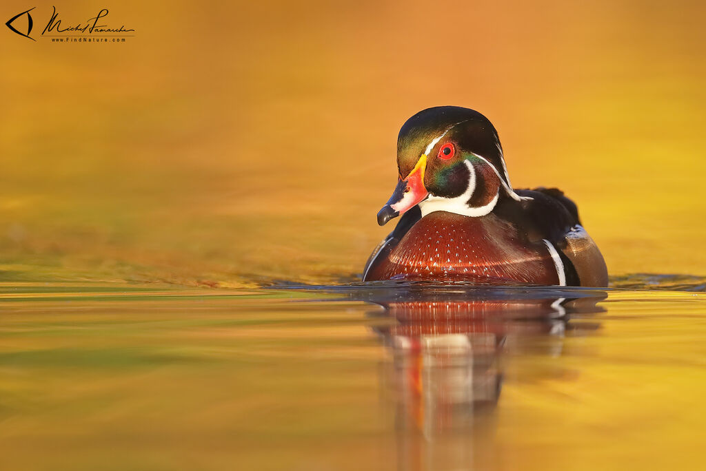 Wood Duck male adult breeding