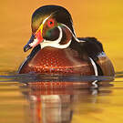 Canard carolin
