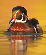 Wood Duck