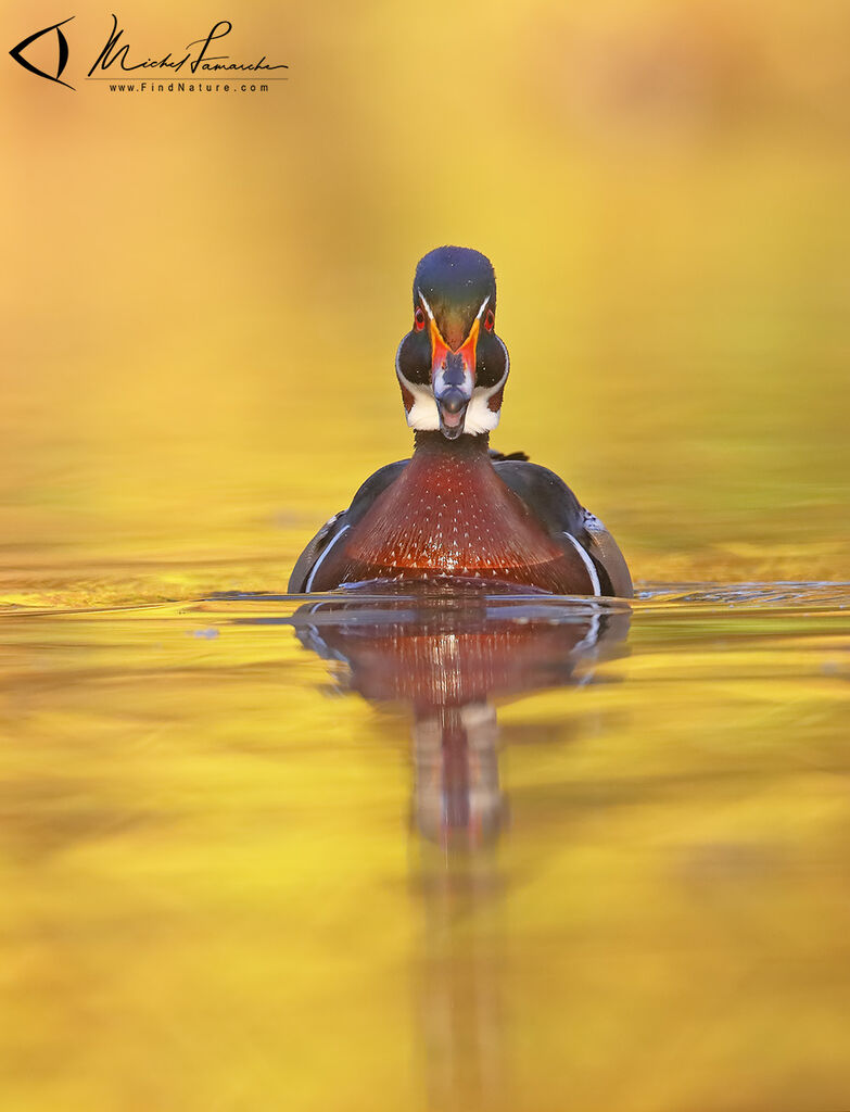 Canard carolin mâle adulte nuptial