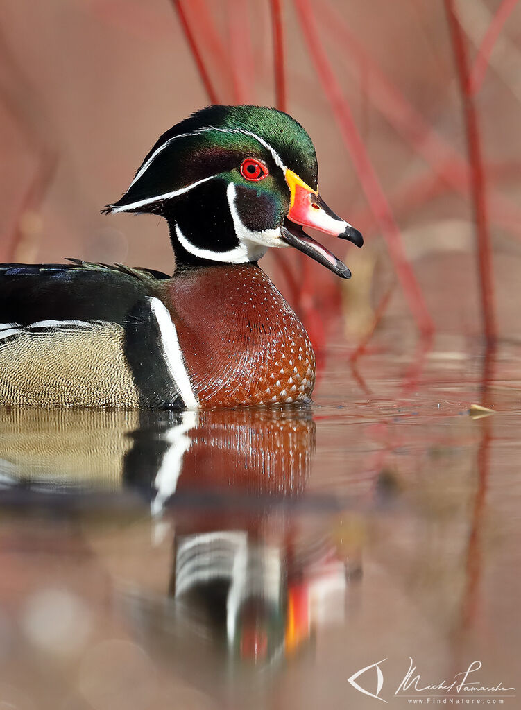 Wood Duck male adult breeding