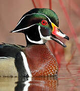 Wood Duck