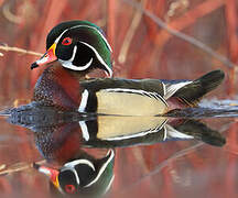 Wood Duck