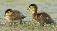 Canard carolin