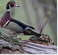 Canard carolin