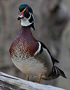 Wood Duck