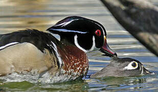 Wood Duck