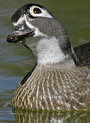 Wood Duck