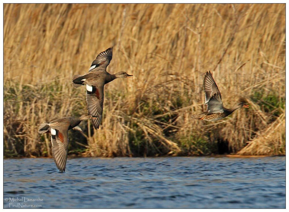 Canard chipeau adulte, Vol