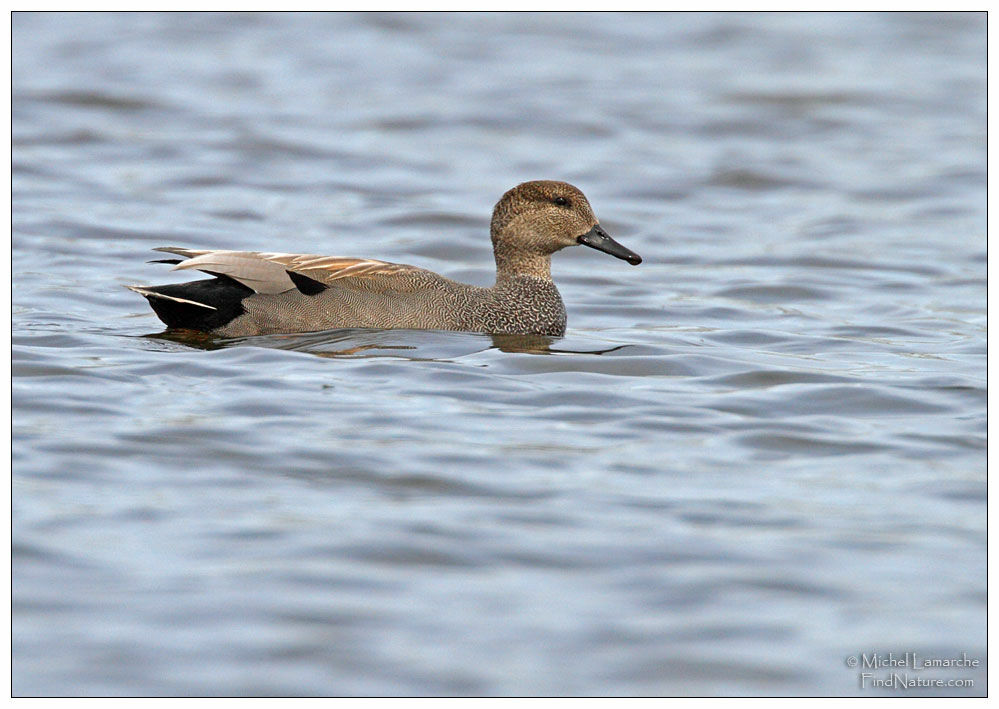 Canard chipeau mâle adulte