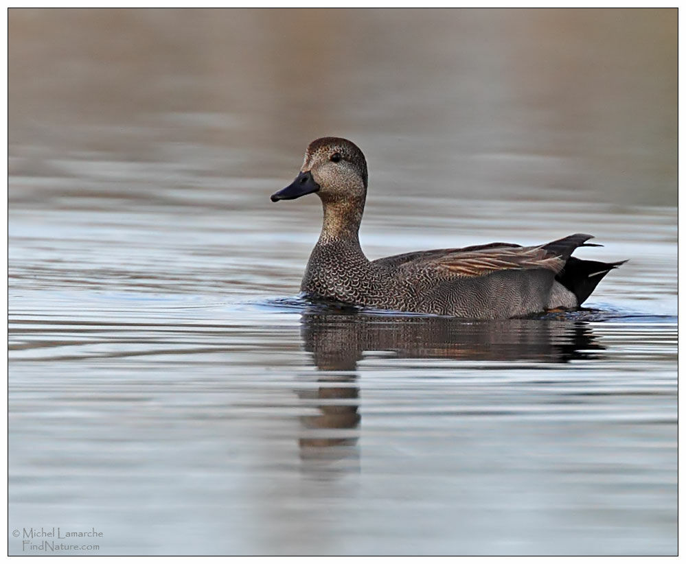 Canard chipeau mâle adulte