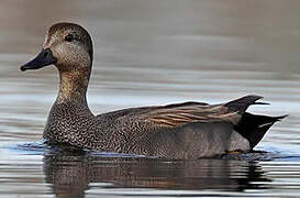 Gadwall