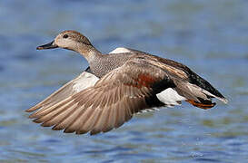 Canard chipeau