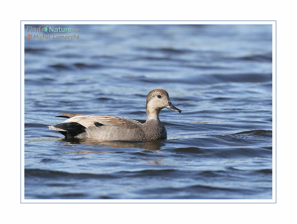 Canard chipeau mâle adulte