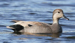 Gadwall