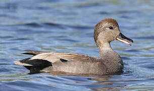 Gadwall