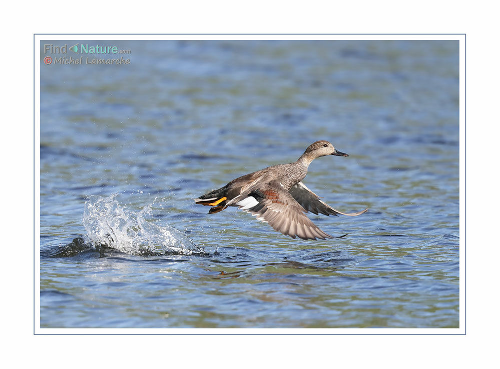 Gadwall male adult, Flight