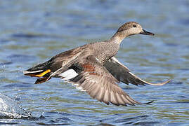 Canard chipeau