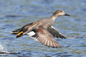 Canard chipeau
