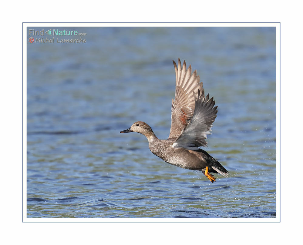 Gadwall male adult, Flight