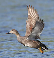 Canard chipeau