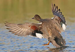 Gadwall