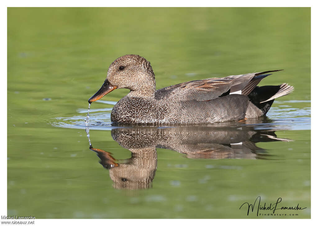 Gadwall male adult breeding, identification