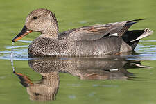 Canard chipeau