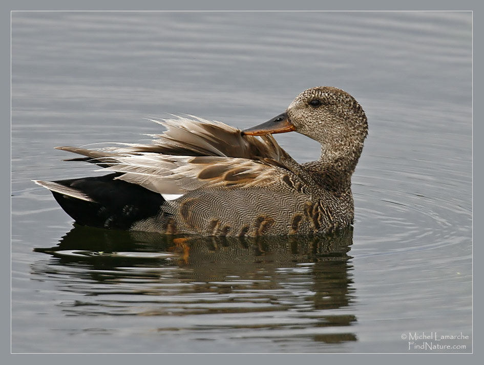 Canard chipeau