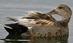 Canard chipeau