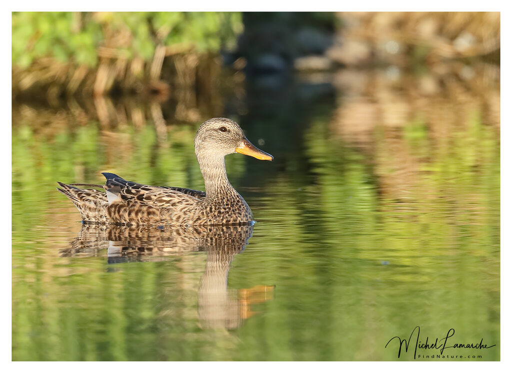 Canard chipeau femelle adulte