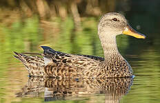 Canard chipeau