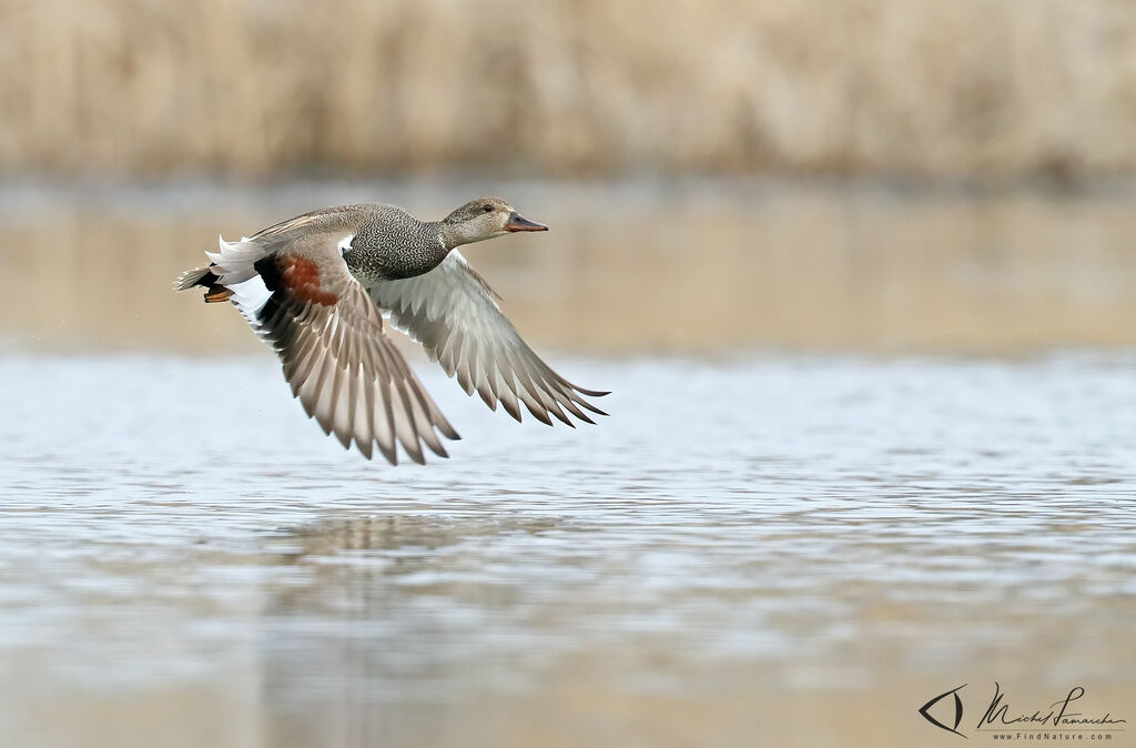 Gadwall male adult, Flight