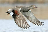 Canard chipeau