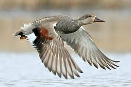 Gadwall