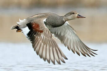 Canard chipeau