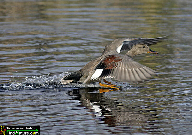 Gadwall