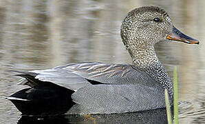 Gadwall