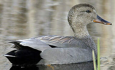 Canard chipeau